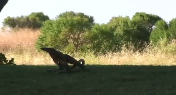 Foto - Kartal yere inince yılana böyle av oldu