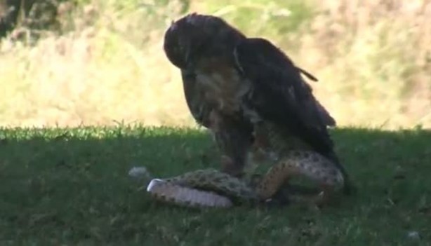 Foto - Kartal yere inince yılana böyle av oldu