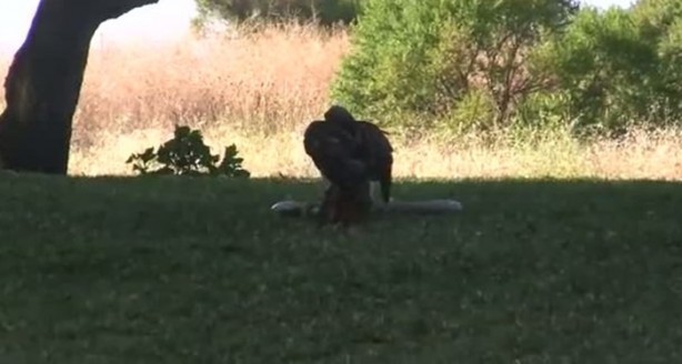 Foto - Kartal yere inince yılana böyle av oldu