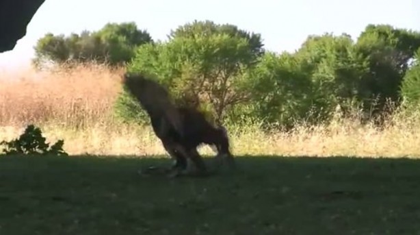 Foto - Kartal yere inince yılana böyle av oldu