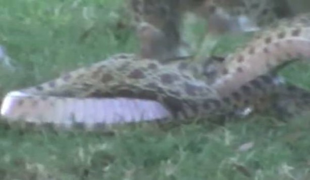 Foto - Kartal yere inince yılana böyle av oldu