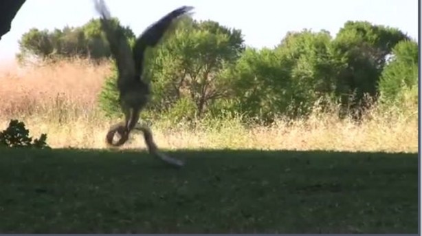 Foto - Kartal yere inince yılana böyle av oldu