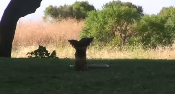 Foto - Kartal yere inince yılana böyle av oldu
