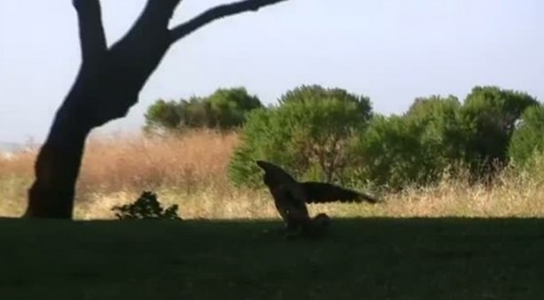 Foto - Kartal yere inince yılana böyle av oldu