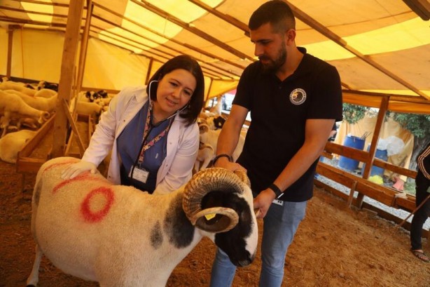 Foto - Kartal'da, kurbanlık hayvanlar sağlık kontrolünden geçiyor