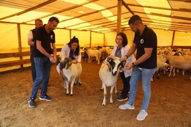 Foto - Kartal'da, kurbanlık hayvanlar sağlık kontrolünden geçiyor