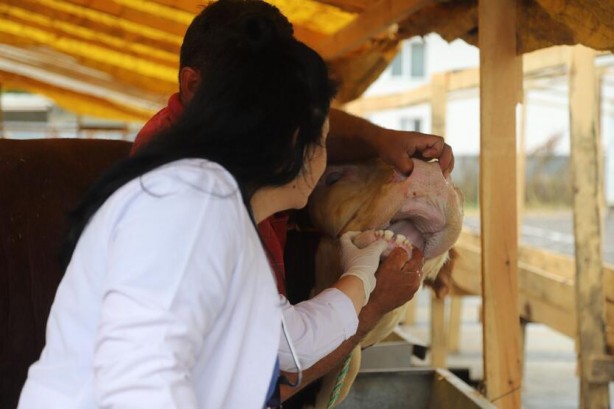 Foto - Kartal'da, kurbanlık hayvanlar sağlık kontrolünden geçiyor