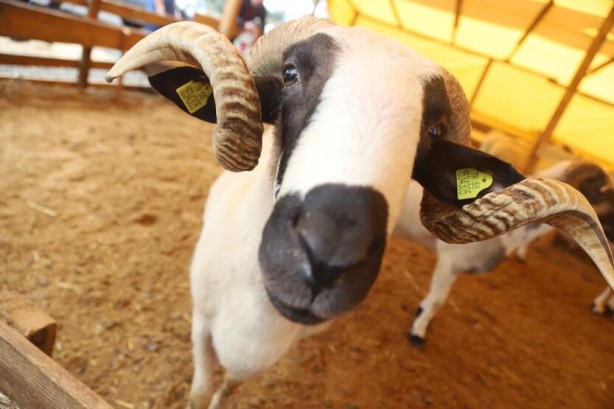 Kartal'da, kurbanlık hayvanlar sağlık kontrolünden geçiyor
