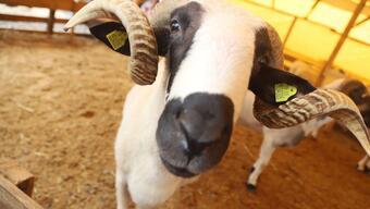 Foto - Kartal'da, kurbanlık hayvanlar sağlık kontrolünden geçiyor