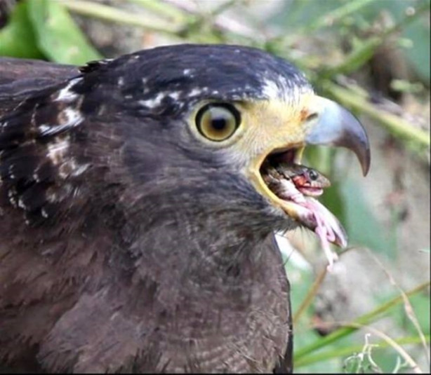 Foto - Kartalın inanılmaz avı!