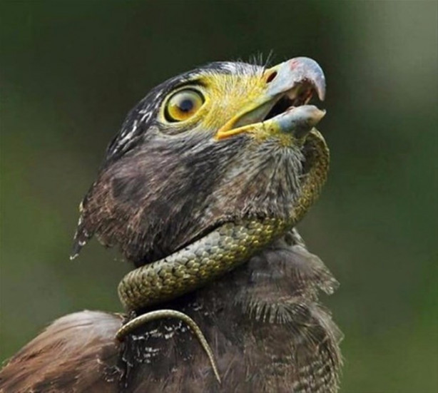 Foto - Kartalın inanılmaz avı!