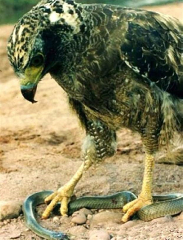 Foto - Kartalın inanılmaz avı!