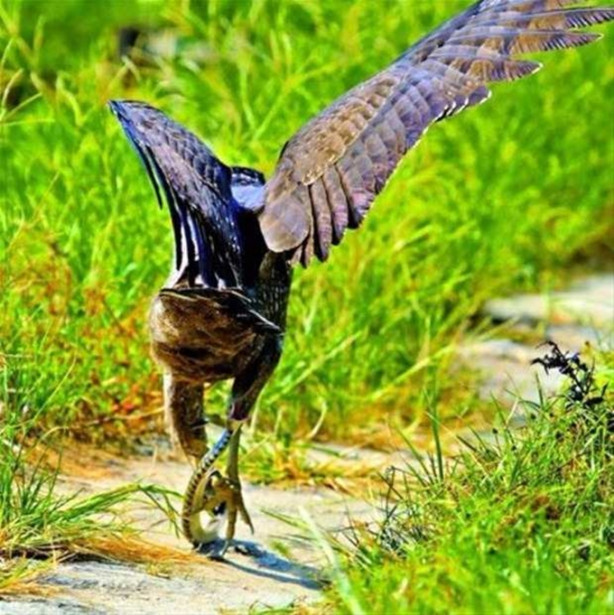 Foto - Kartalın inanılmaz avı!