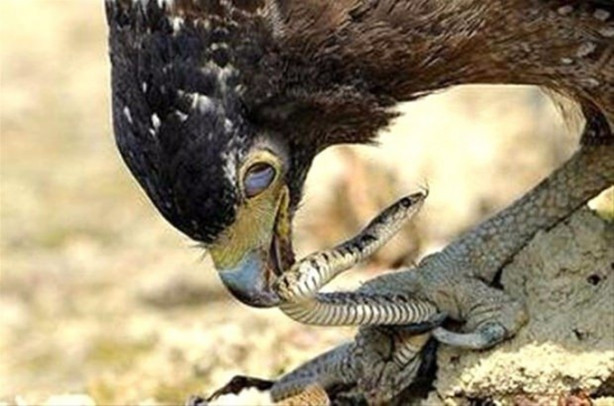 Kartalın inanılmaz avı!