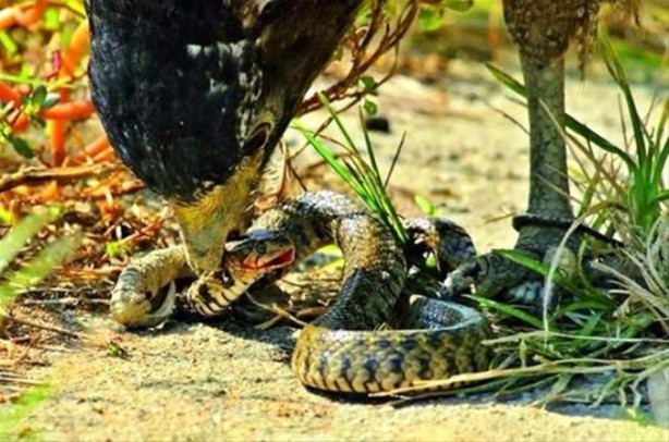 Foto - Kartalın inanılmaz avı!