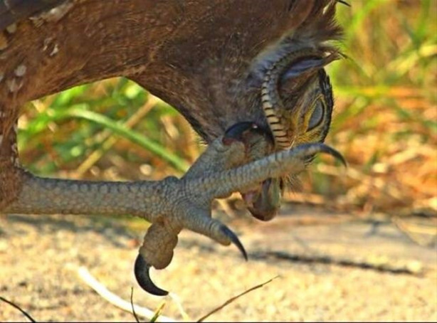 Foto - Kartalın inanılmaz avı!