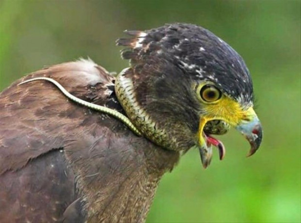 Foto - Kartalın inanılmaz avı!