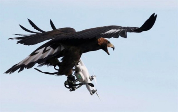 Foto - Kartallar izinsiz uçan dronelerı avlıyor