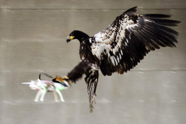 Foto - Kartallar izinsiz uçan dronelerı avlıyor