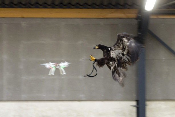 Foto - Kartallar izinsiz uçan dronelerı avlıyor