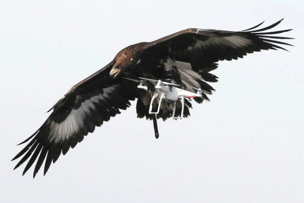 Foto - Kartallar izinsiz uçan dronelerı avlıyor