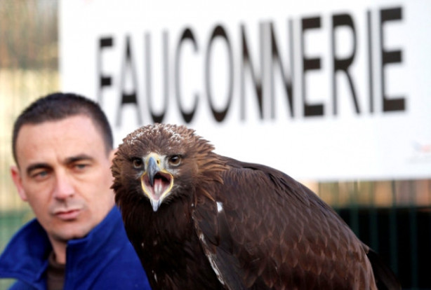 Foto - Kartallar izinsiz uçan dronelerı avlıyor