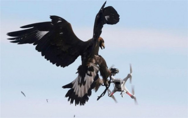 Kartallar izinsiz uçan dronelerı avlıyor