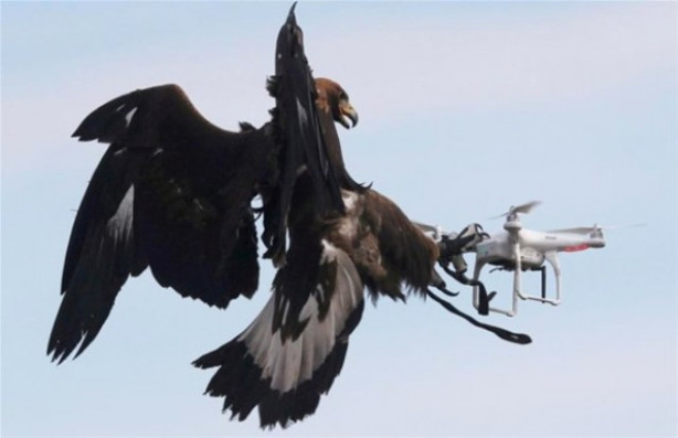 Foto - Kartallar izinsiz uçan dronelerı avlıyor