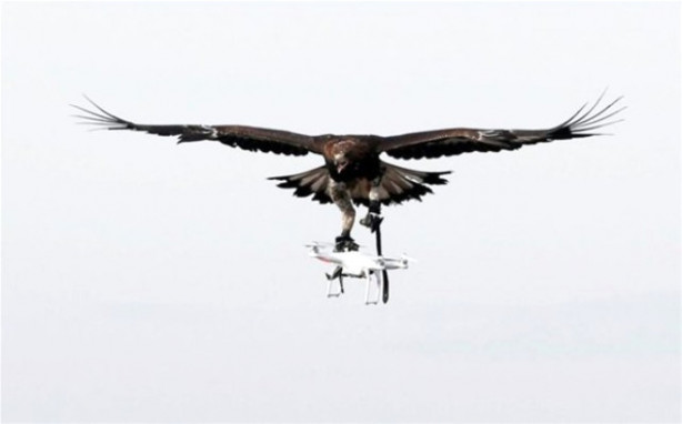 Foto - Kartallar izinsiz uçan dronelerı avlıyor