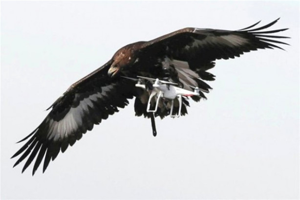 Foto - Kartallar izinsiz uçan dronelerı avlıyor