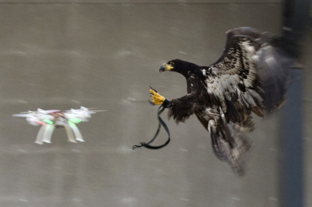 Foto - Kartallar izinsiz uçan dronelerı avlıyor