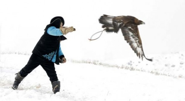 Foto - Kartalların nefes kesen tilki avı