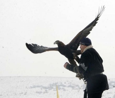 Foto - Kartalların nefes kesen tilki avı