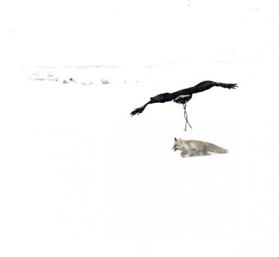 Foto - Kartalların nefes kesen tilki avı