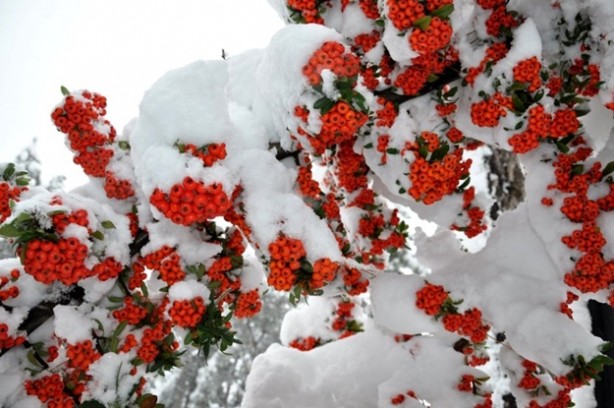 Foto - Kartpostallık en güzel kış manzaraları