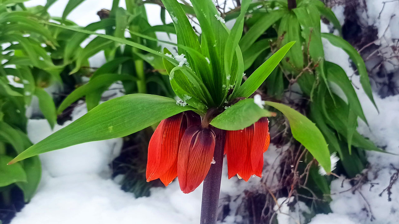 Kartpostallık görüntü! Ağlayan gelinler karla buluştu