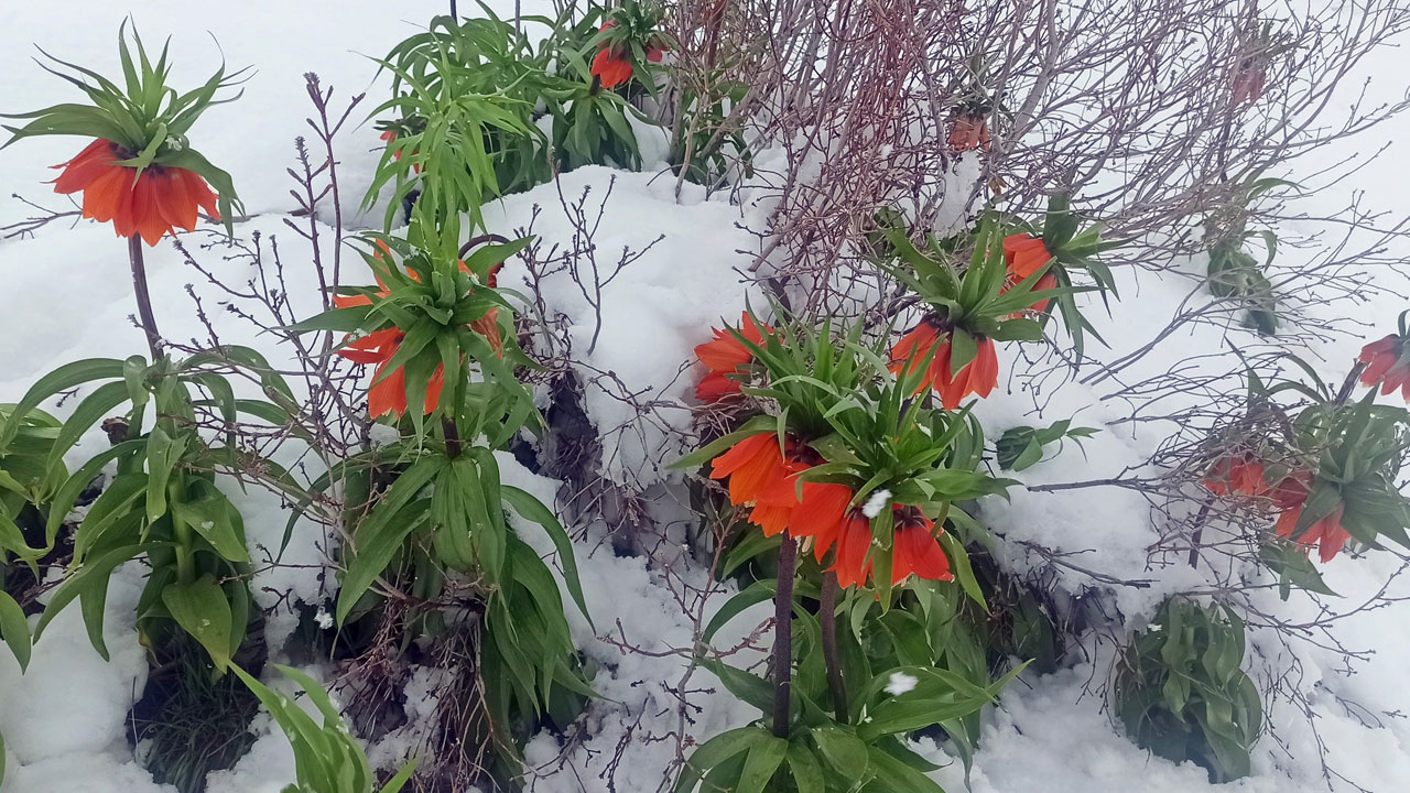 Foto - Kartpostallık görüntü! Ağlayan gelinler karla buluştu