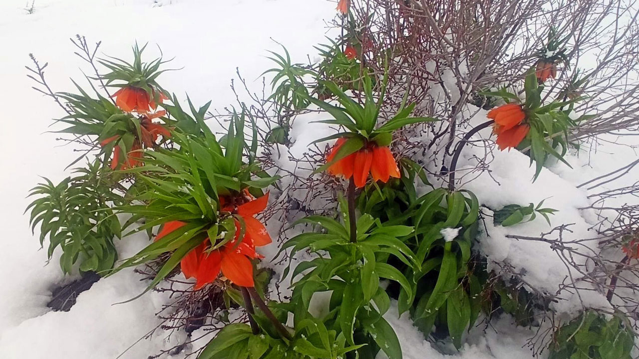 Foto - Kartpostallık görüntü! Ağlayan gelinler karla buluştu