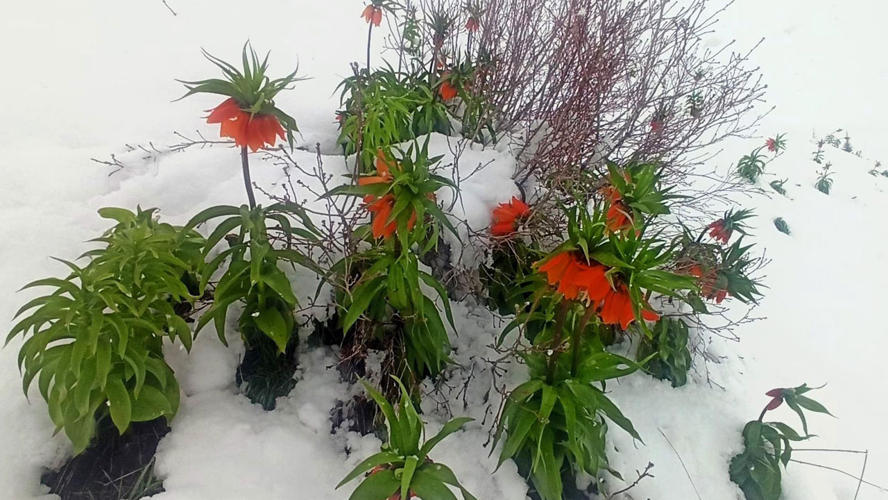 Foto - Kartpostallık görüntü! Ağlayan gelinler karla buluştu