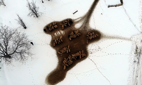 Foto - Kartpostallık kış manzaraları 