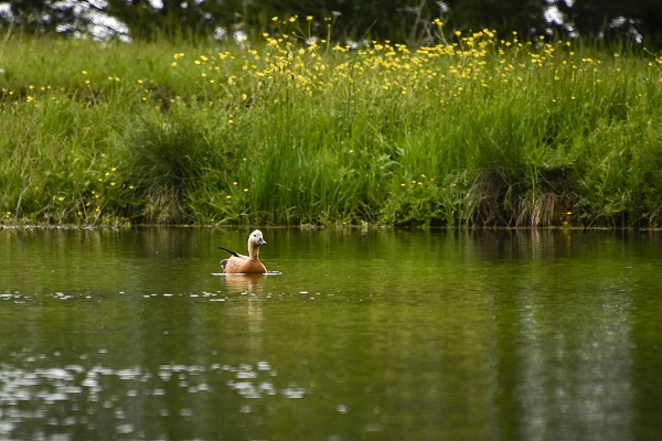 Foto - Kartpostallık manzara garantili göl