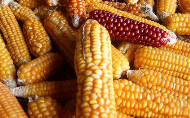 Foto - Kas ağrısı çekiyorsanız bu besinleri tüketin