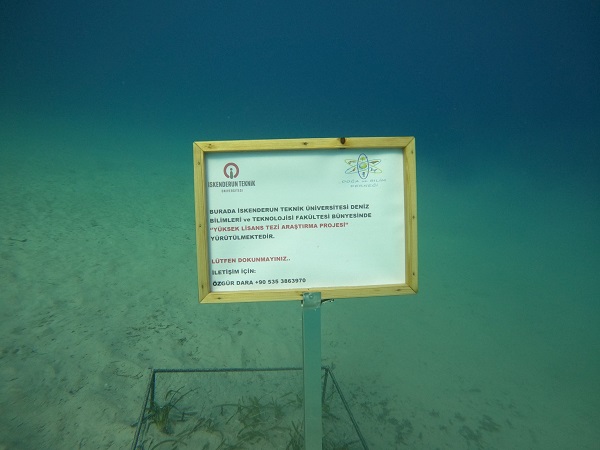 Foto - Kaş-Kekova'da deniz çayırı ekimi gerçekleştirdi
