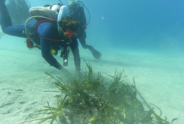 Kaş-Kekova'da deniz çayırı ekimi gerçekleştirdi