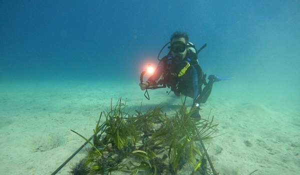Foto - Kaş-Kekova'da deniz çayırı ekimi gerçekleştirdi