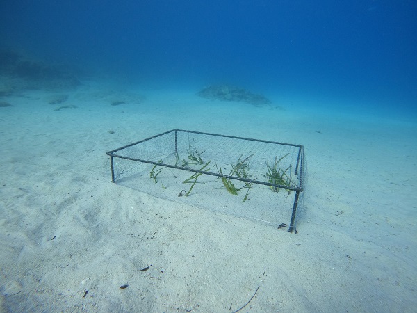 Foto - Kaş-Kekova'da deniz çayırı ekimi gerçekleştirdi