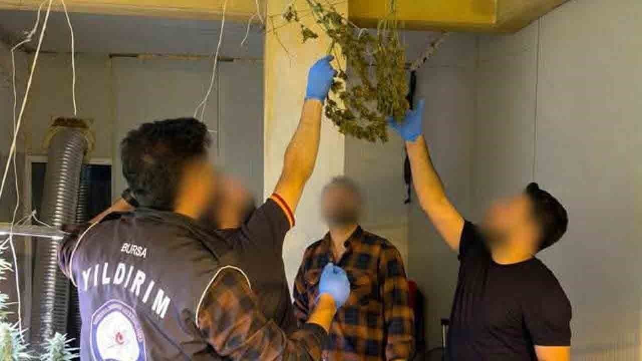 Foto - Kasap dükkânından uyuşturucu serası çıktı!: 114 kök kenevir ele geçirildi!