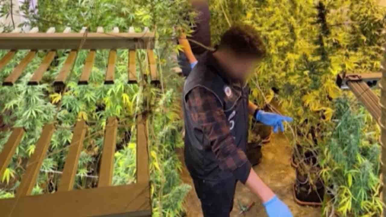 Foto - Kasap dükkânından uyuşturucu serası çıktı!: 114 kök kenevir ele geçirildi!
