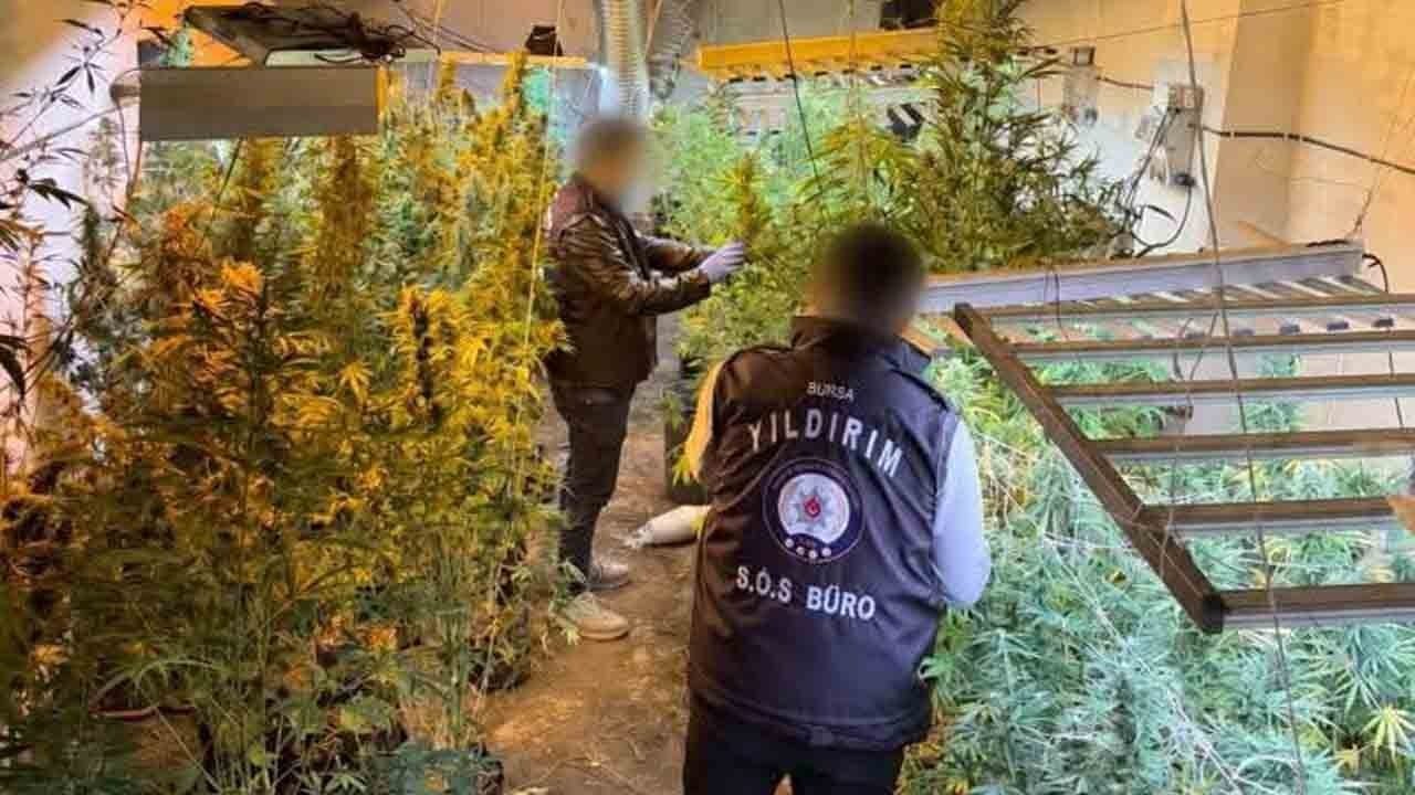 Kasap dükkânından uyuşturucu serası çıktı!: 114 kök kenevir ele geçirildi!