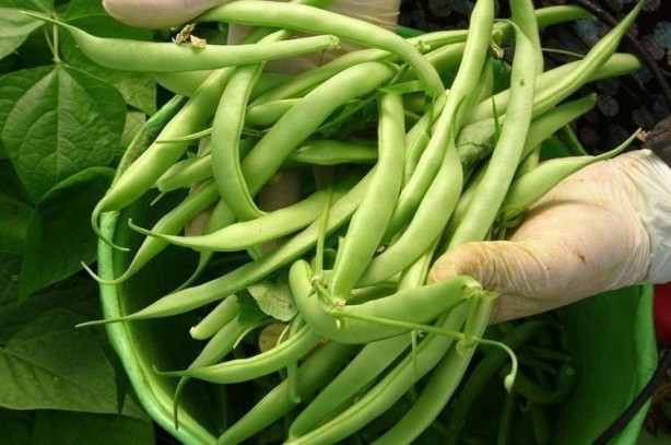 Foto - Kaşık kaşık yiyince kolesterolü damardan kazıyor! Demir, magnezyum ve çinko depolarını fulleyip kemikleri beton gibi yapıyor